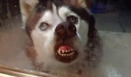 二哈吃瓜娱乐圈小说,娱乐圈的欢乐盛宴